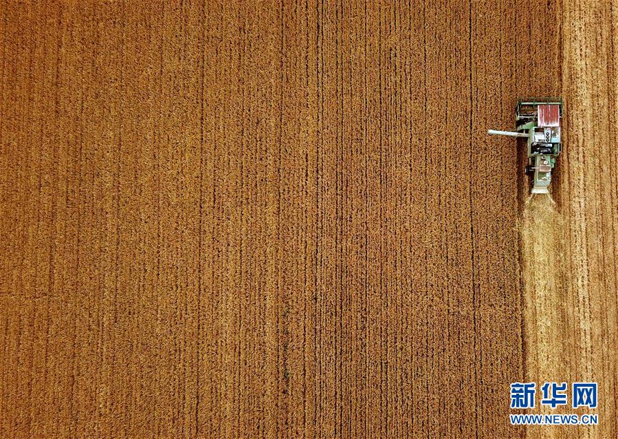 大地赠金_图片频道_新华网